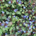 Ceratostigma plumbaginoides P19